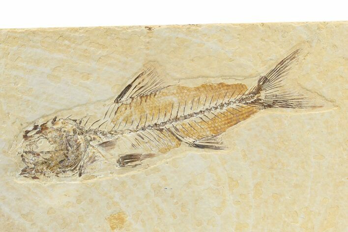 Rare, Fossil Fish (Amphiplaga) - Green River Formation #240387